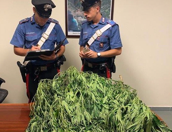 Fermato per cellulare alla guida, in casa ha 5 kg di cannabis