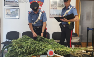 In casa14 piante di marijuana, denunciata una coppia