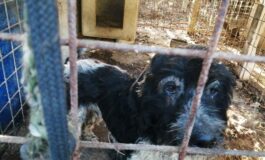 Maltrattamento di animali, denunciato 64enne