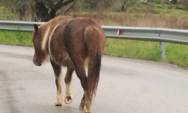 Pony cieco da un occhio trovato per strada