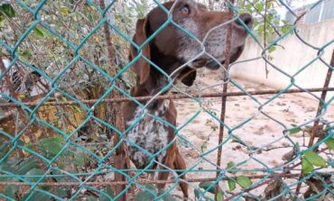 Maltrattati e feriti 10 cani in una carrozzeria. Sequestro e denuncia