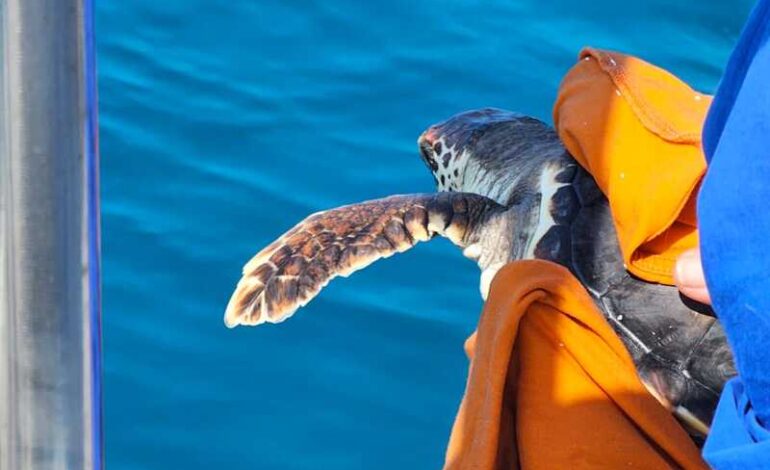 Piccole tartarughe tornate in mare dopo le cure all’Acquario di Livorno