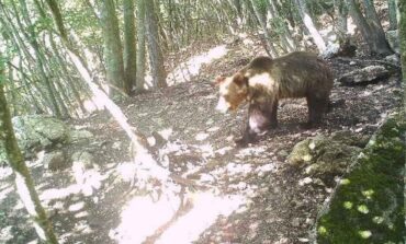 Ucciso Orso Bruno in Trentino. Protestano gli animalisti